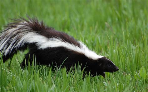 female skunk in spanish|skunk meaning spanish.